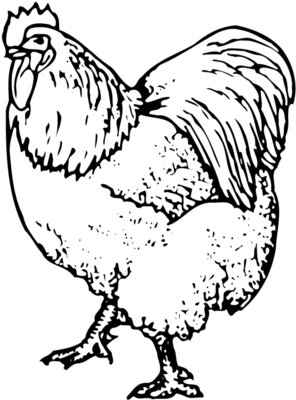 CHICK003