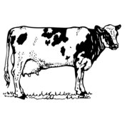 COW026