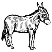 BURRO006