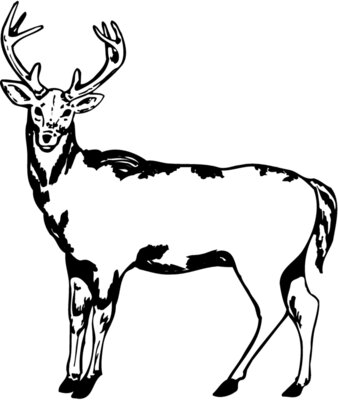 DEER005